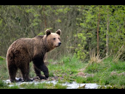 Ariu i Murrmë i Karpateve, mbreti i pyjeve te Europës
