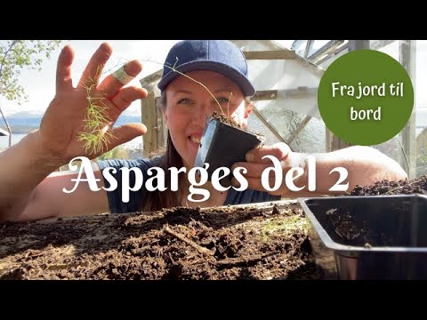 Asparges fra jord til bord | del 2 - potter om