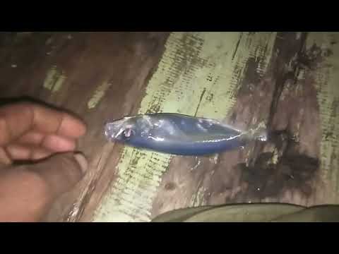 Beginilah mancing rintas ikan selar cumi cara nelayan wuring