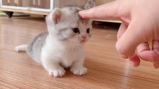 小猫咪们开始走路