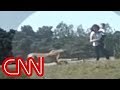 Family Chased By Cheetahs In Safari Park