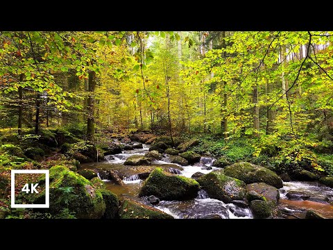 4K Autumn Forest Ambience – Relaxing River, Water Sounds for Sleeping & Focus, |Fall Nature Ambience