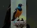 Superb Starling is one of the Stunning Birds in the World 🌏#superbstarling #birds #fingeranimal