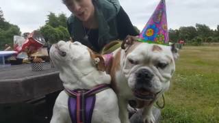 Dog Falls Off Bench During Birthday Song - Funny Dog Fails !