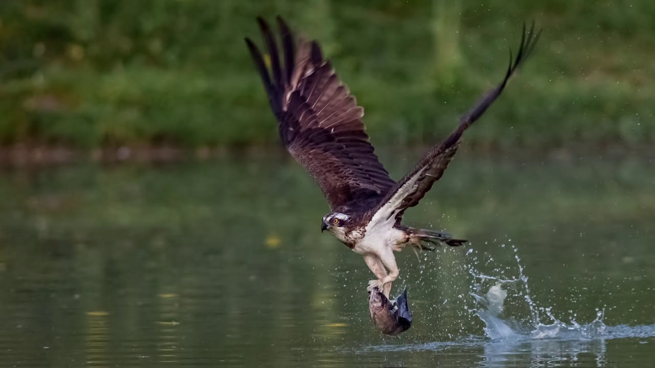 how to capture birds in flight wildlife photography tutorial by first man photography