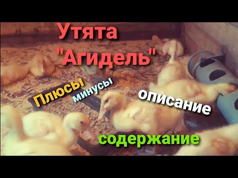 , title : 'Утка Агидель. Характеристика породы. Уход.'