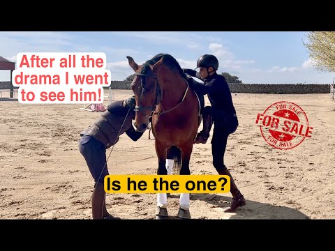 TEST RIDING MY DREAM HORSE (horse shopping)