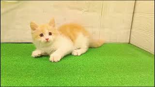 サイベリアンの動画01