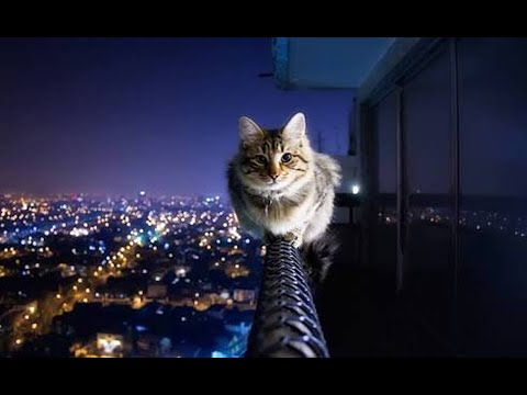 Poup's - No time to explain