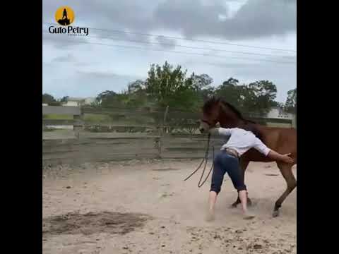 Amanse Índio - Guto Petry