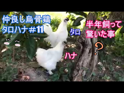 園芸 ホロホロヒョウモン、タゲリの卵、メレアガー、チェッカーボードヒョウモン、コシグロレ、マーシュチューリップ