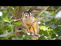 Keeper diary: David Waite - Primates