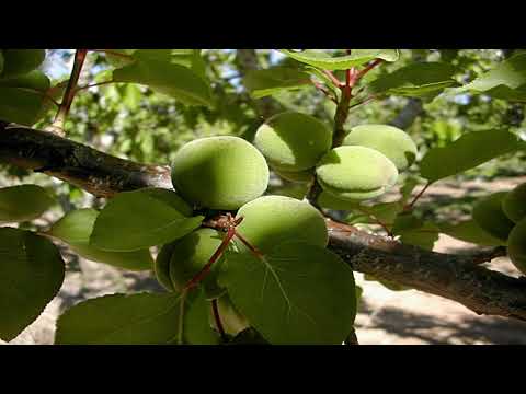 722-GIUSEPPE DEMACHI Sinfonía Fa mayor La Campana de Roma