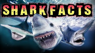 Shark Facts!