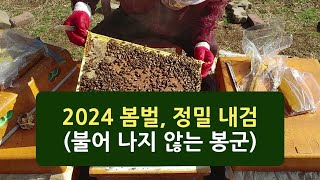 2024 봄벌, 불어나지 않는 벌 정밀내검