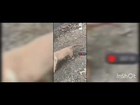 Quality golden retriever male puppy available   25k  well trained