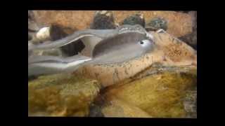 Pocketbook and Wavy-Rayed Lampmussel Together