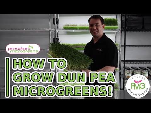 How to grow Pea Microgreens!