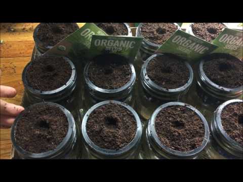 How To Make Cheap Glass Jar Hydroponic Kratky System - Starting Seeds - Complete: Step by Step Guide