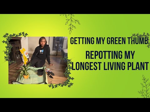 GETTING MY GREEN THUMB - REPOTTING MY LONGEST LIVING PLANT