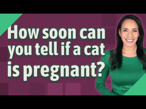 How soon can you tell if a cat is pregnant?
