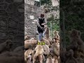 Cute Baby Monkey YoYo Monkey BiBi Monkey Monkey Banana Baby Monkey Best Monkey Moments