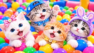 Download lagu KITTEN MEOW MEOW | Kids Songs | Popular Indonesian Children's Songs The Cute Cat Meow mp3