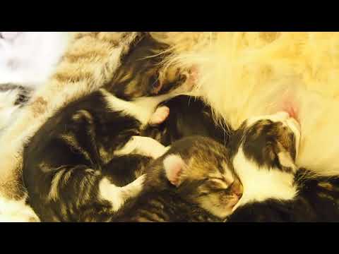 ღ Kittens of Boyd & Hedda ღ