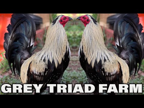 Beautiful Birds Bates Grey Clement Sweater TRIAD FARM - Farm Visit