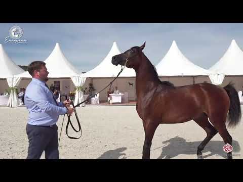 N.45 BADIAN PA - European Championship 2020 - Prague - Yearling Colts (Class 4B)