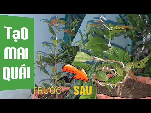 Học theo anh em - Tạo cây mai quái từ cây mai con