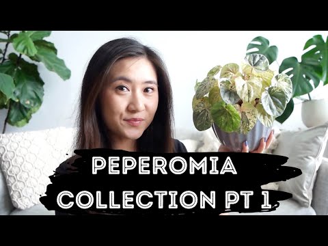 Peperomia Plant Collection (Part 1) | Peperomia Pink Lady, Peperomia Hope and More!