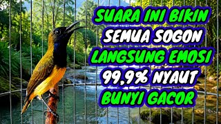 Download lagu 99,9% semua sogon nyaut‼️ Pancingan sogon agar emosi bunyi gacor mp3