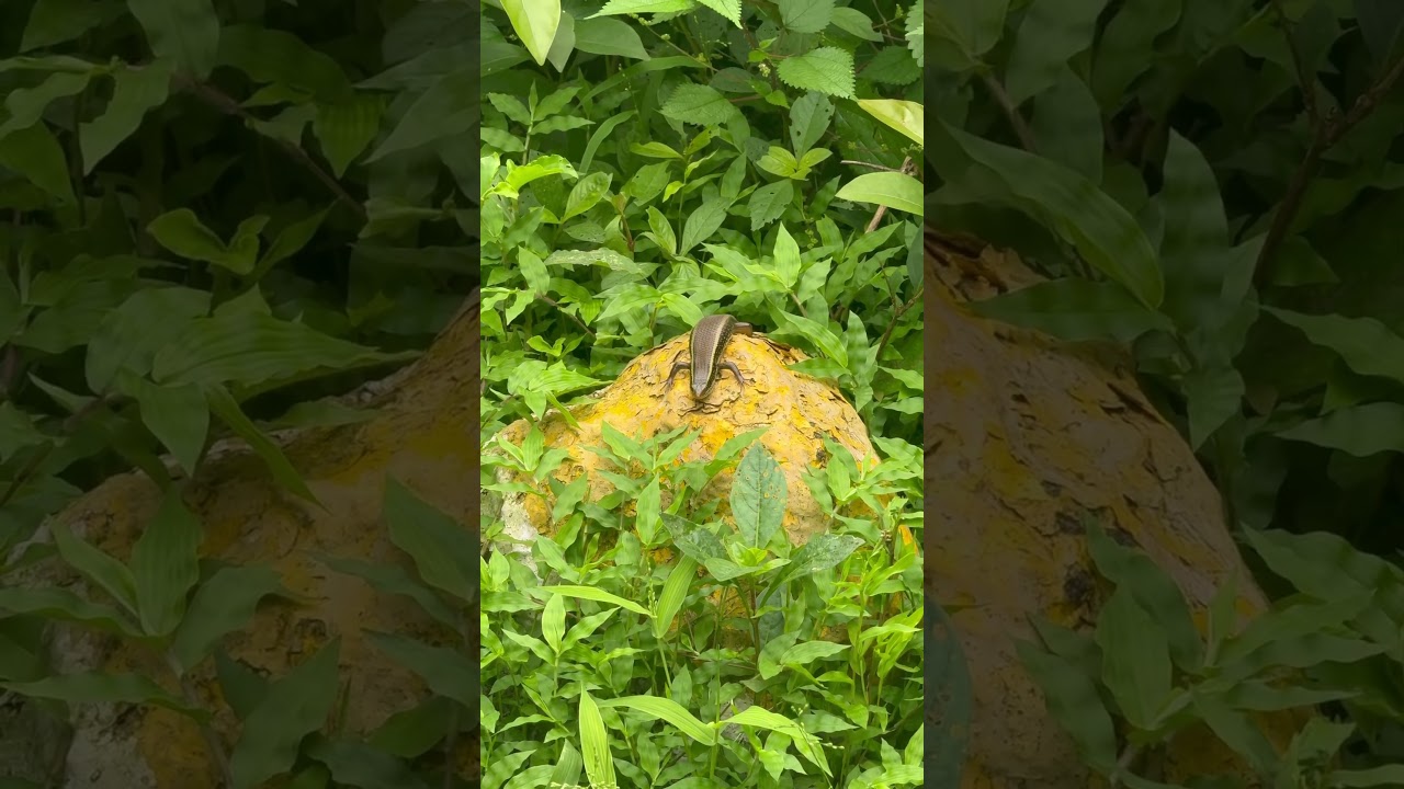 Skink basking #shorts #wildlife