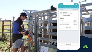 Live Weight Session Crush-side | AgriWebb In The Yards