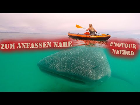 unter Wasser mit dem größtem Hai der Welt | Walhai | S2•E12