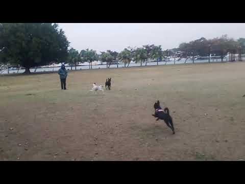 Doby, an adopted Mountain Dog & Shepherd Mix in Sunnyvale, CA_image-1