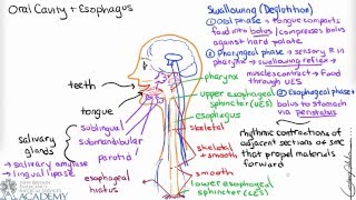 Oral Cavity & Esophagus