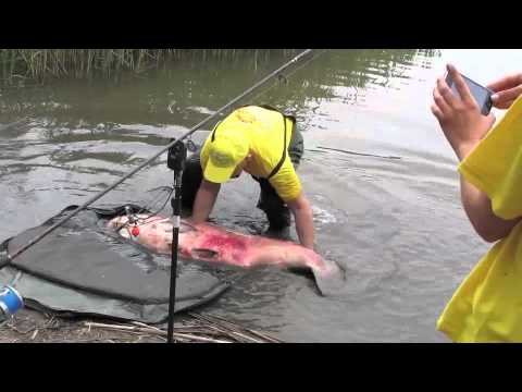 50 kilós Palotási tórekord busa