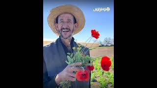 مزارع بولاد تايمة يعبر عن فرحته بعودة زهرة "بلعمان" ونعمة أمطار الخير على الفلاحة thumbnail