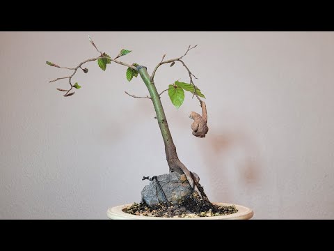 Bonsai fagus sylvatica