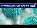 Parasite Causing Major Stomach Symptoms Is Spreading KTVU