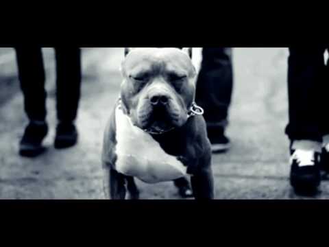 Video thumbnail for Animal