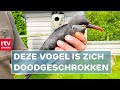 Vogels dood door legeroefening & keet afgebrand | Drenthe Nu 3 augustus 2021