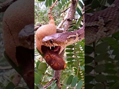 A big Russel viper snake is eating tamarind #russelviper #snakevideo