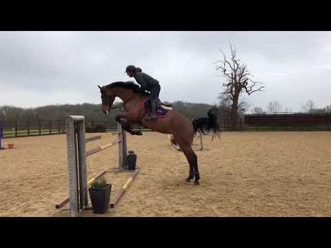 Ignegena Eickenrode. 2013 mare. Eldorado vd Zeshoek x Heartbreaker