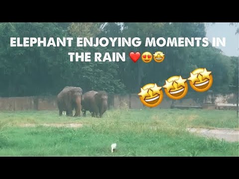 For An Elephant Rain Is A Clelebrity Moment 😍| Elephant video | Animals videos