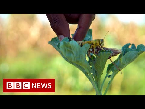 Preventing a plague: Fighting Kenya's locusts - BBC News