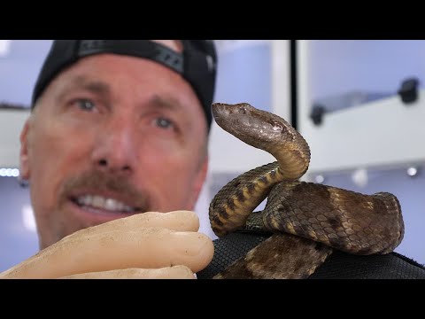 Should I Keep This Deadly Venomous Snake?  Fer-de-lance Pit Viper