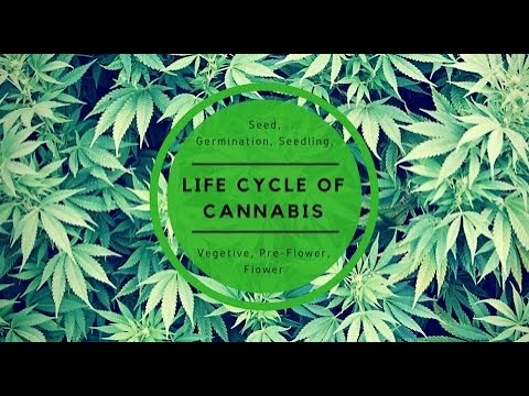 Full Life cycle of the cannabis plant. Explained in mins!!!